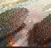 Beccas Cakes - Stayed