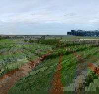 Razorback Ridge Wines - Stayed