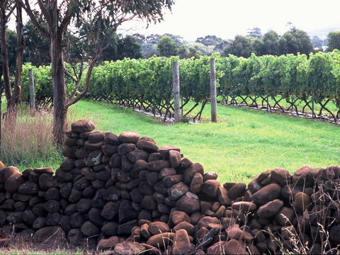 Spring Vale Vineyard - Stayed 0