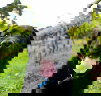 Every Man and His Dog Vineyard - Stayed