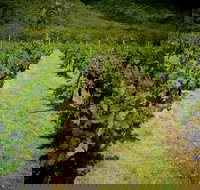 Gartelmann Wines - Stays Accommodation