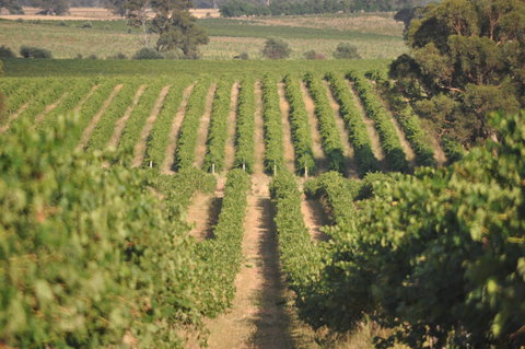 John Gehrig Wines Rutherglen - Stayed 2