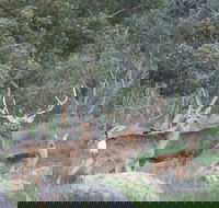 Hahndorf Venison - Stayed