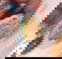 Sushi Sushi - Frankston - Stayed