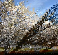 Allambie Orchard and Cafe - Stayed