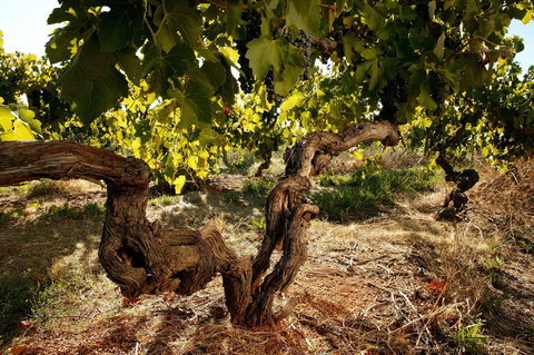 Baileys Of Glenrowan - Stayed 1