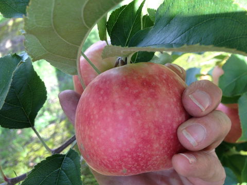 Darkes Glenbernie Orchard - Stayed 0