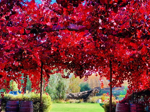 Gomersal Wines - Stays Accommodation 1