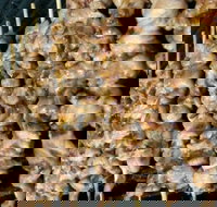 Chadz Chickenhaus - Sunshine - Stayed