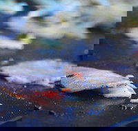 Mount Gravatt Hotel - Stays Accommodation