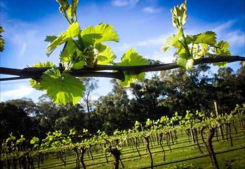 Michael Unwin Wines - Stays Accommodation 1