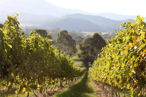 Pizzini Wines King Valley - Stays Accommodation 2