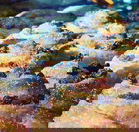 The Grumpy Baker - Castle Cove - Stayed