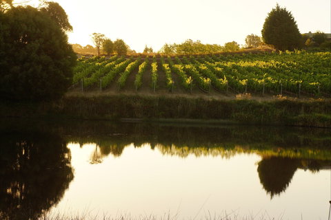 Brook Eden Vineyard - Stayed 2