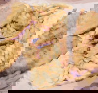 Fish Station - Stayed