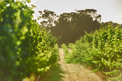 Cape Mentelle Vineyards - Stays Accommodation 2