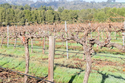 Paisley Wines - Stayed 2