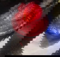 Rene's Restaurant and Pizzeria - Stayed