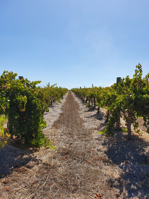 Ulster Park Wines - Stayed 2