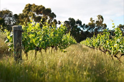 Happs Winery And Pottery - Stayed 0