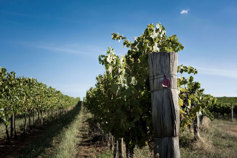 Tamburlaine Organic Wines Millthorpe Cellar Door - Stays Accommodation 2