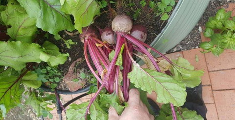 Restaurant Botanica - Stayed 8