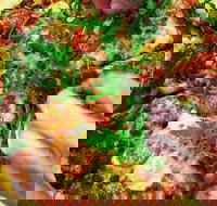 The Angry Pigeon - Stayed