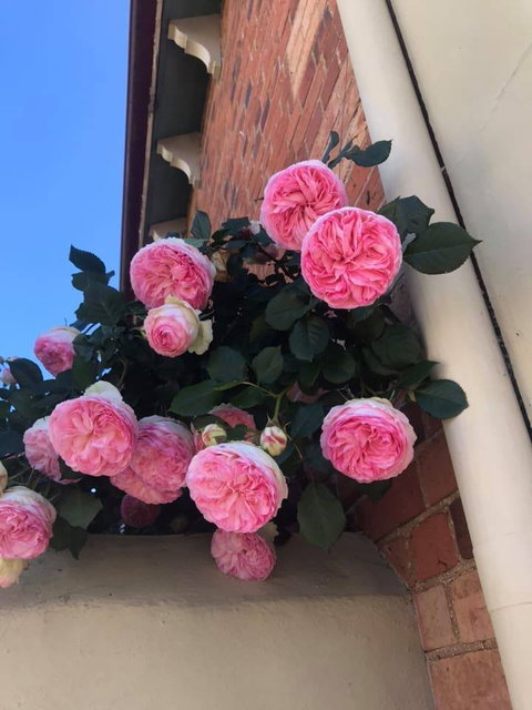 Ingleside Bakery Cafe - Stayed 4