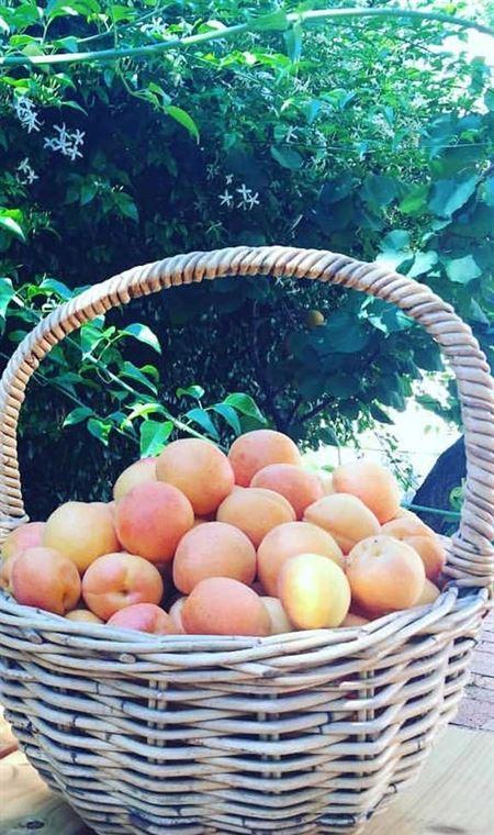 Pipi At Middleton - Stayed 4