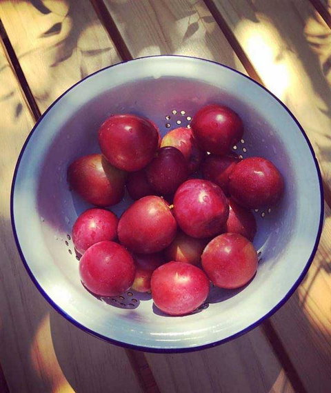 Pipi At Middleton - Stayed 7