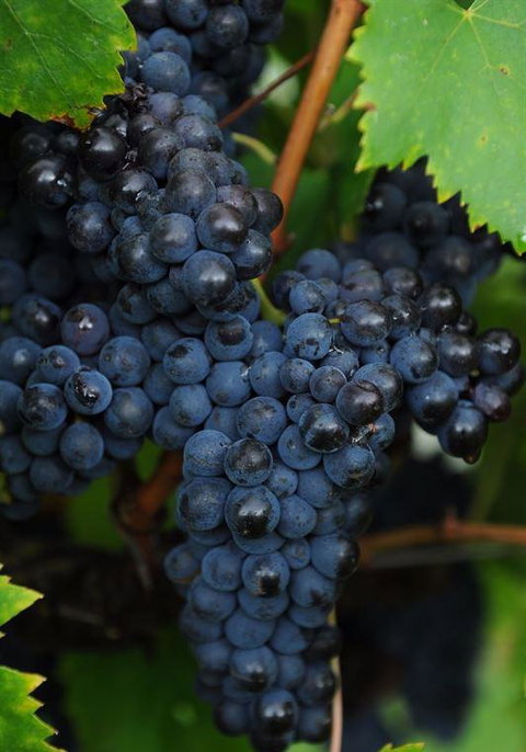 Wild Cattle Creek Estate Restaurant - Stayed 12