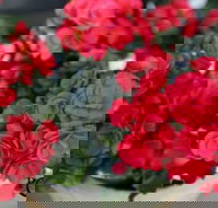 Poppys Home  Garden Centre - Stayed