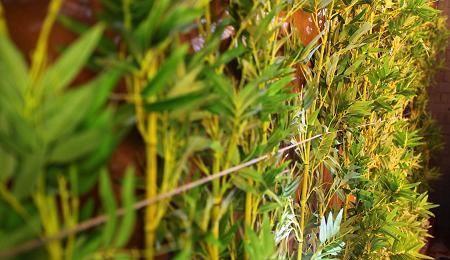 I Love Pho Crows Nest - Stayed 19