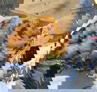 Chef's Catch - Stayed