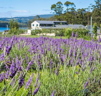 Port Arthur Lavender - Stayed