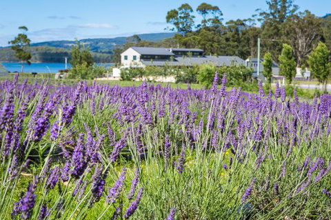 Port Arthur Lavender - Stayed 0