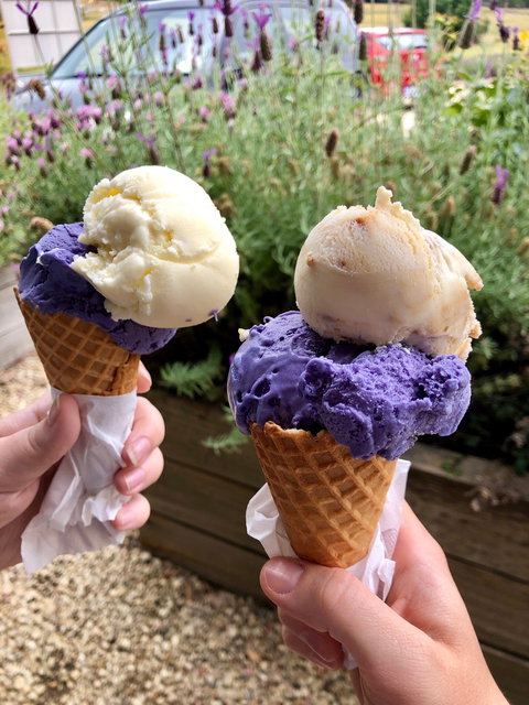 Port Arthur Lavender - Stayed 2