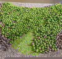 Wattle Hill Olives - Stayed