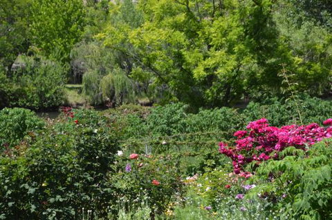 Berry Delightful - Stayed 0