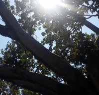 The Season Tree - Stayed