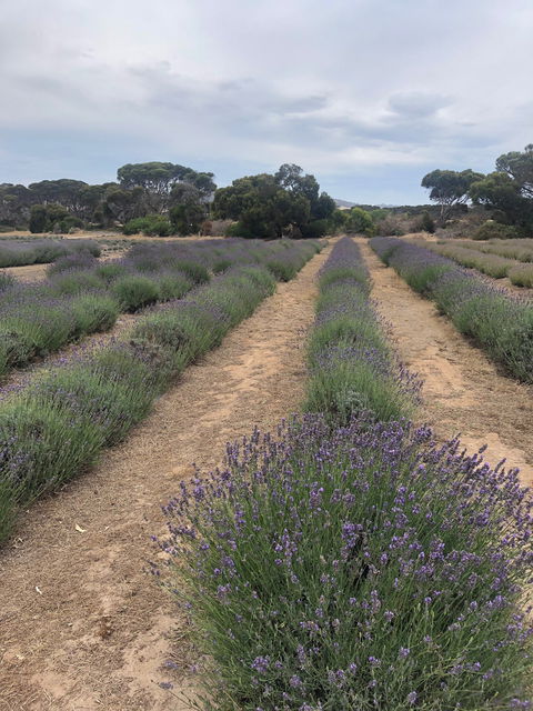 Emu Bay Lavender - Stays Accommodation 4