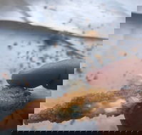 Wild Local Prawns - Stayed