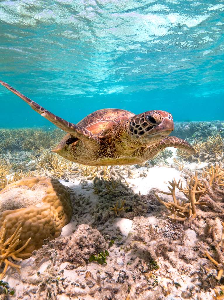 Heron Island QLD Stayed