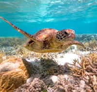 Heron Island Resort - Stayed