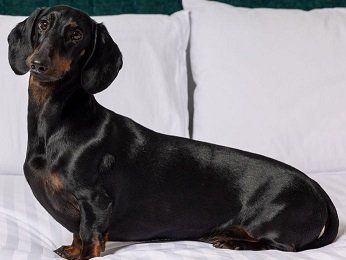 The Sebel Canberra Civic Hotel - Stayed 14