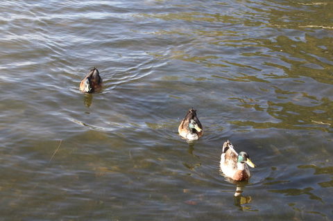 Serenity On Narrabeen Beach - 1Bdr Beachside Retreat - Stayed 15