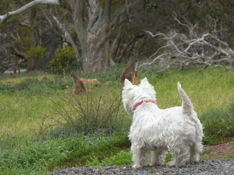 Molly's Chase - Stays Accommodation 27