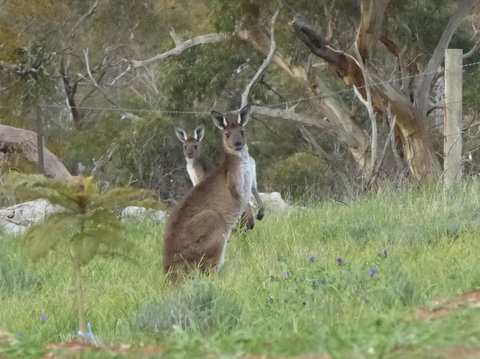 Molly's Chase - Stays Accommodation 10