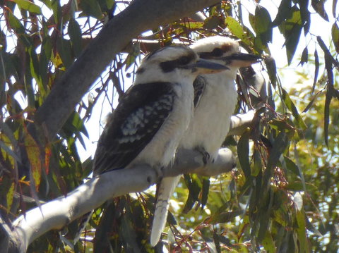 Molly's Chase - Stays Accommodation 26