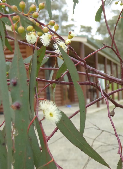 Molly's Chase - Stays Accommodation 9